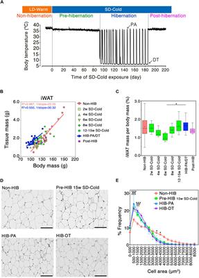 Molecular Basis of White Adipose Tissue Remodeling That Precedes and Coincides With <mark class="highlighted">Hib</mark>ernation in the Syrian Hamster, a Food-Storing <mark class="highlighted">Hib</mark>ernator
